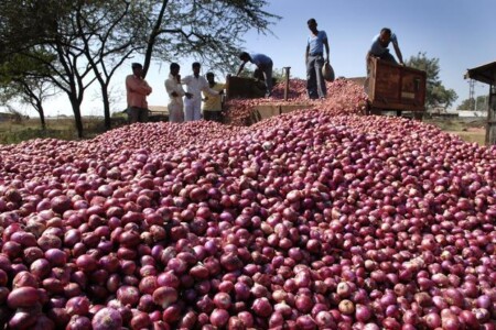 onion | gujarat