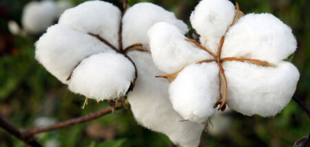 cotton