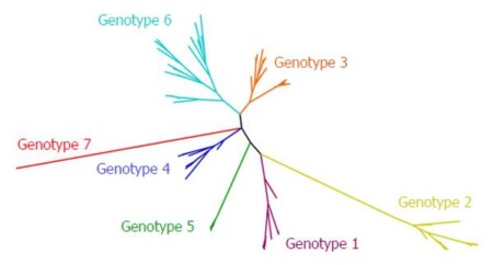 genotype