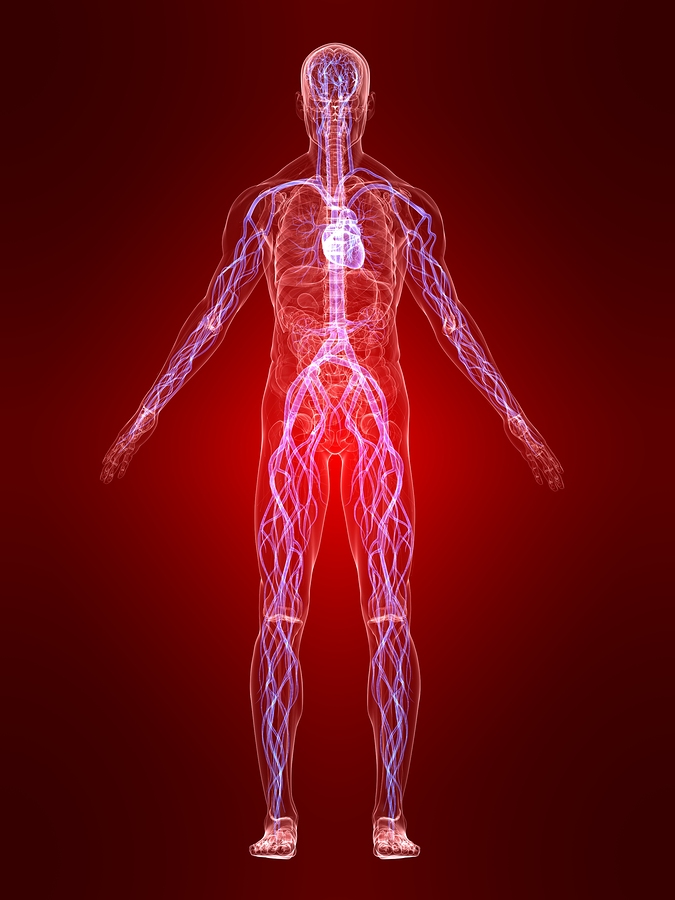 bigstock Highlighted Vascular System 3730348