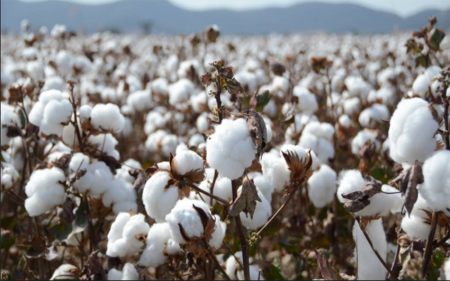 the-lowest-production-of-cotton-in-the-state-has-been-recorded-in-a-decade