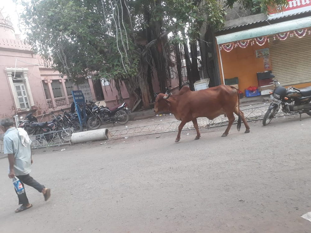 in-the-bhavnagar-government-hospital,-the-cows-were-fed,-the-guards-were-busy-chewing