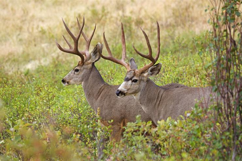 mule deer images 1