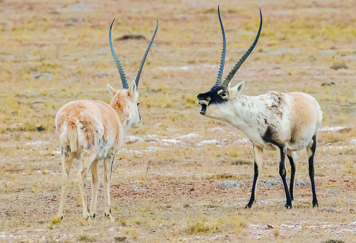 tibetan antelopes