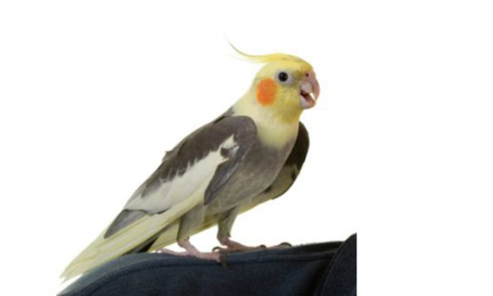 Cockatiel