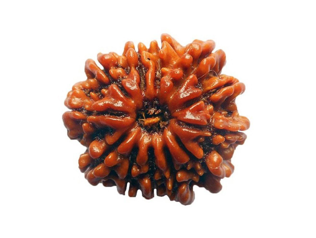 12 Mukhi