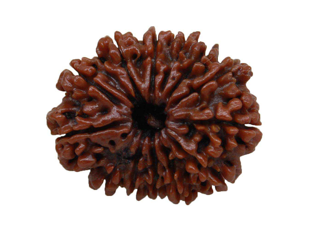 13 Mukhi