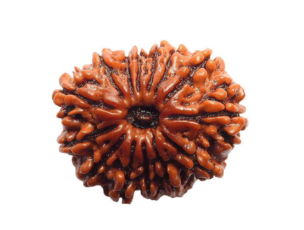 14 mukhi