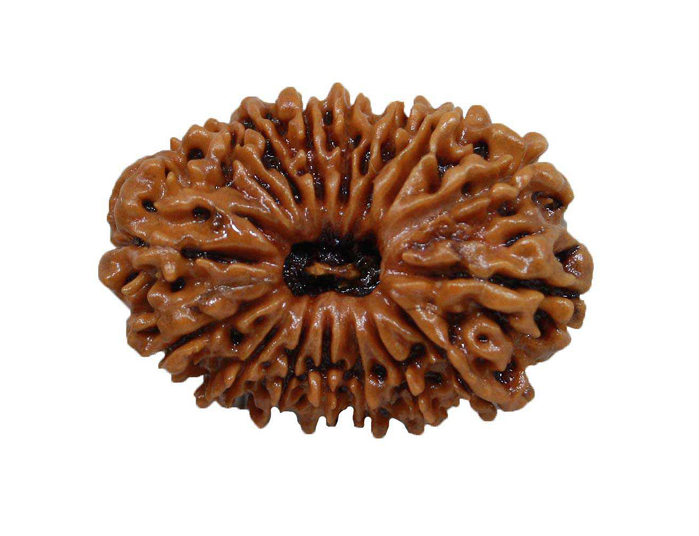 16 Mukhi