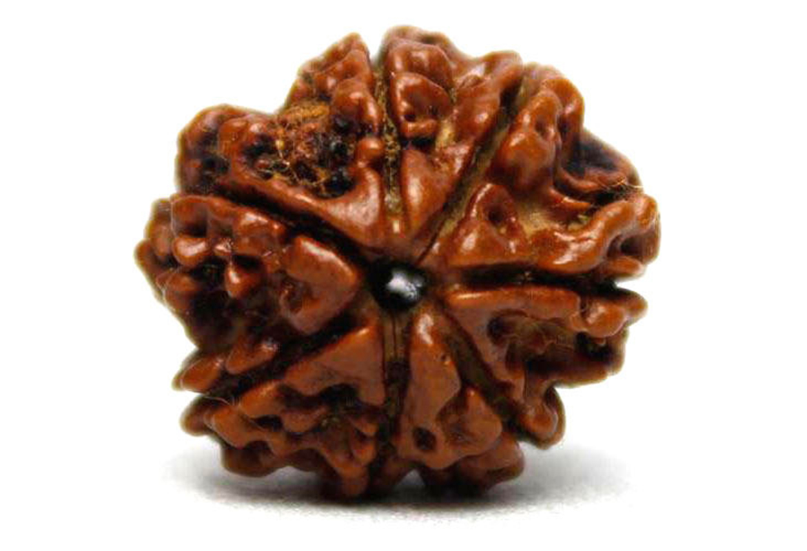 7 mukhi rudraksha