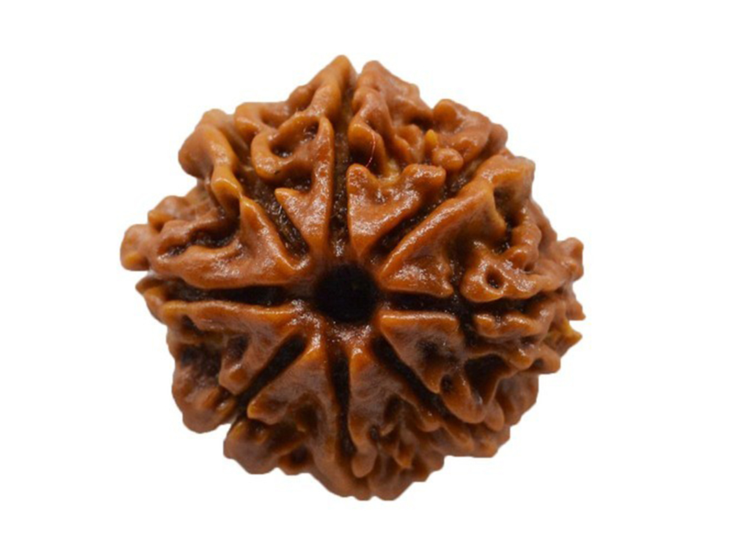 8 mukhi