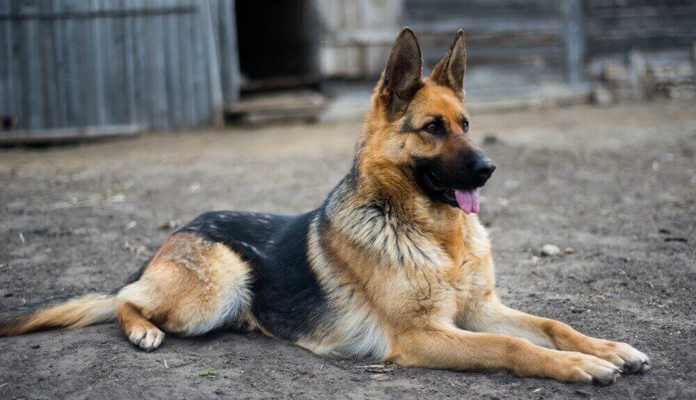 German Shepherd Standard Coat GSC 1000x575 1 1 1 1