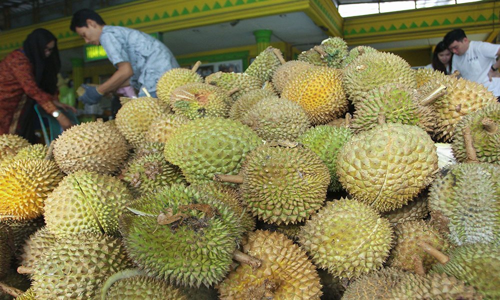 013119 durian indonesia sales