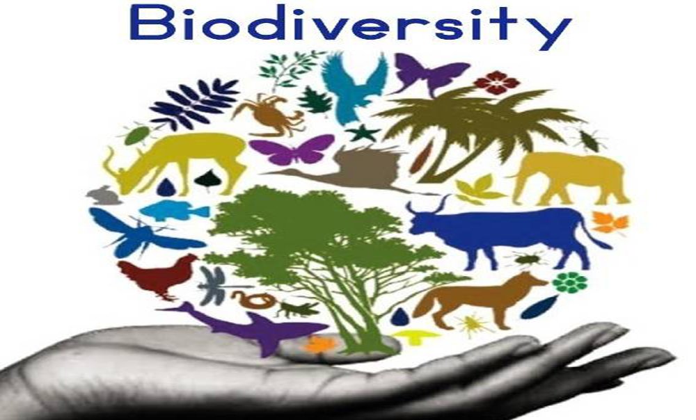 biodiversity