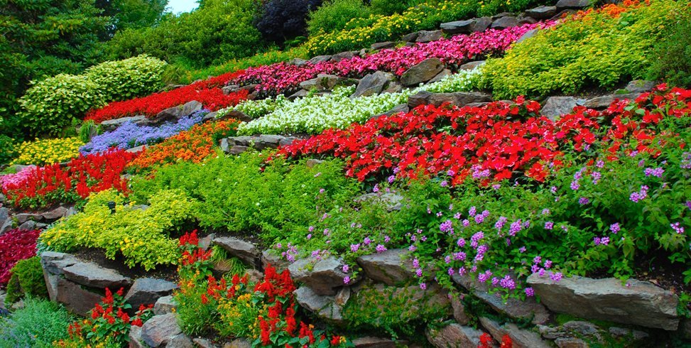 colorful flowers terraced hillside garden design 11850