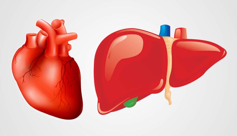 heart and liver 1000x576 1