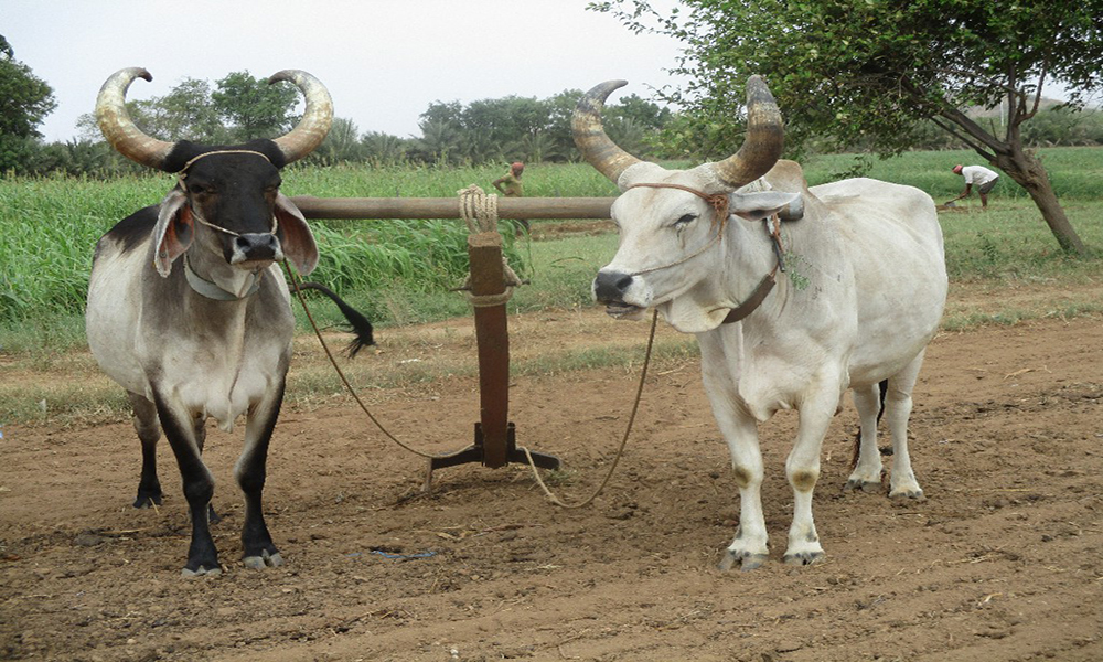 Organic Farming Shree Ram Kurshna Trust 1 1