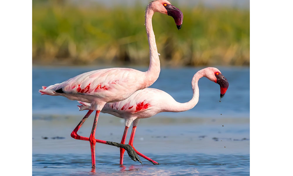 Lesser Flamingo