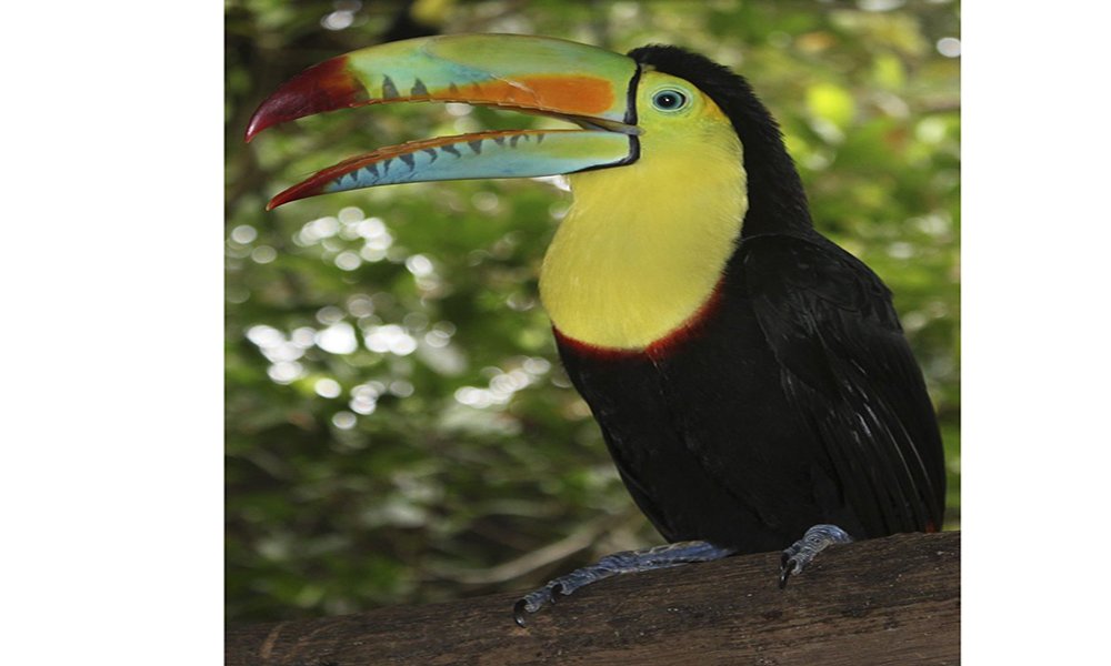 796px Keel billed toucan 796x1024 1