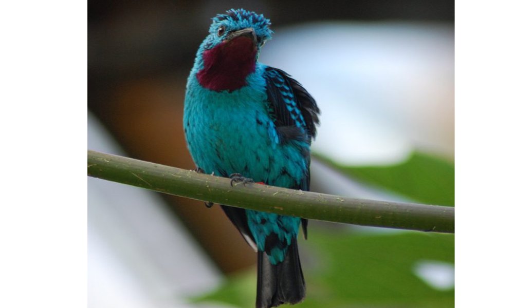 Cotinga cayana Burgers Zoo Arnhem Netherlands male 8a 681x1024 1