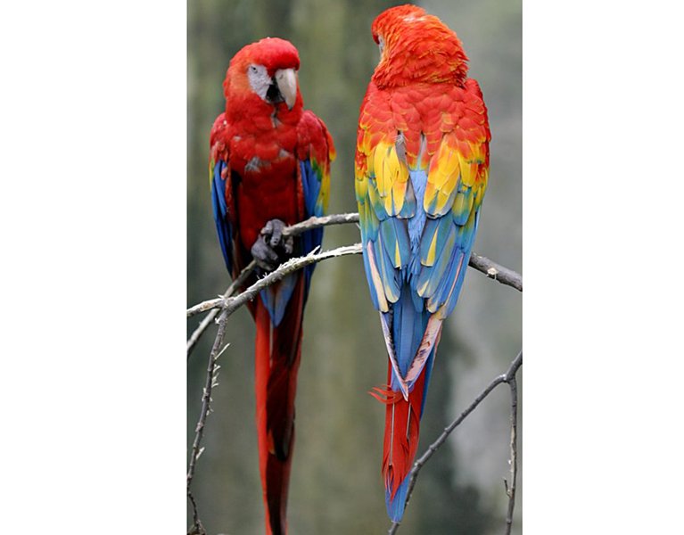 Scarlet Macaw 1 532x1024 1