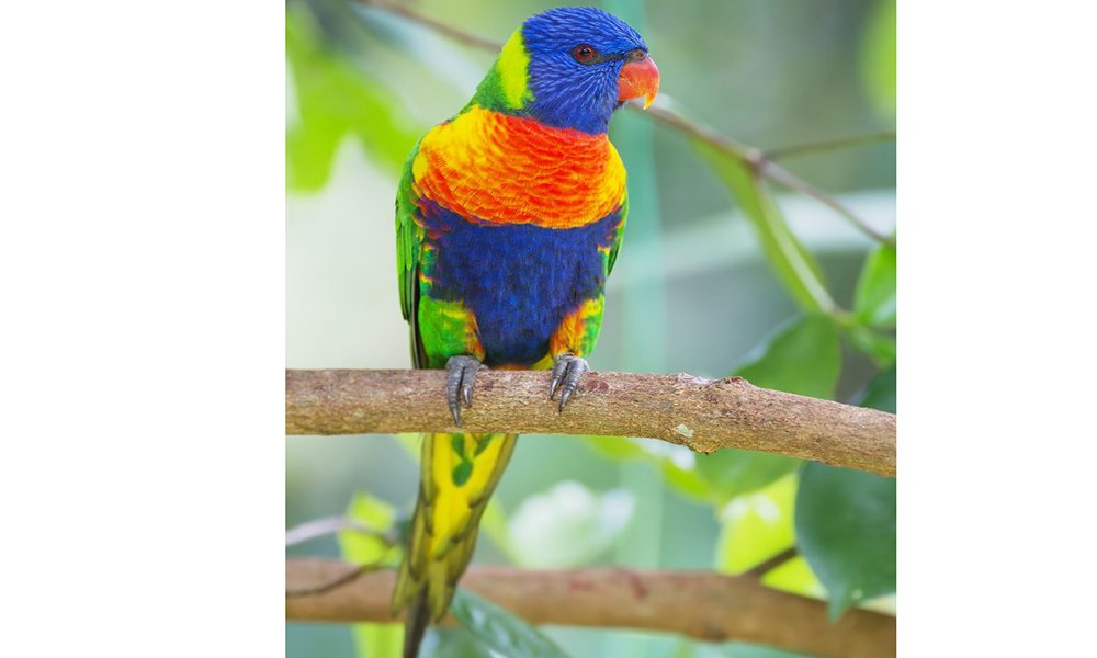 Trichoglossus moluccanus Daintree Village 683x1024 1