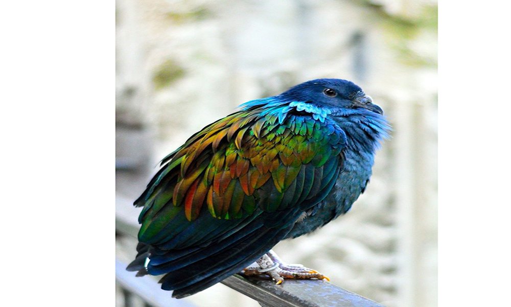 nicobar pigeon 213896 1280 733x1024 1