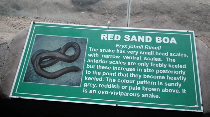 800px Red Sand Boa from Nehru Zoological park Hyderabad 4453