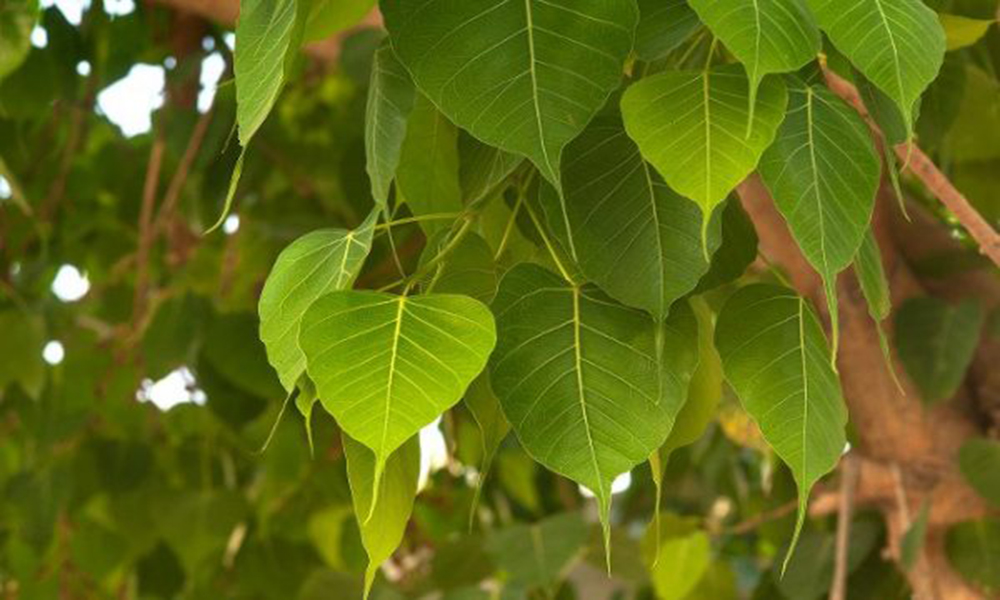 pipal tree leaves 16 08 2018 e1534417501177