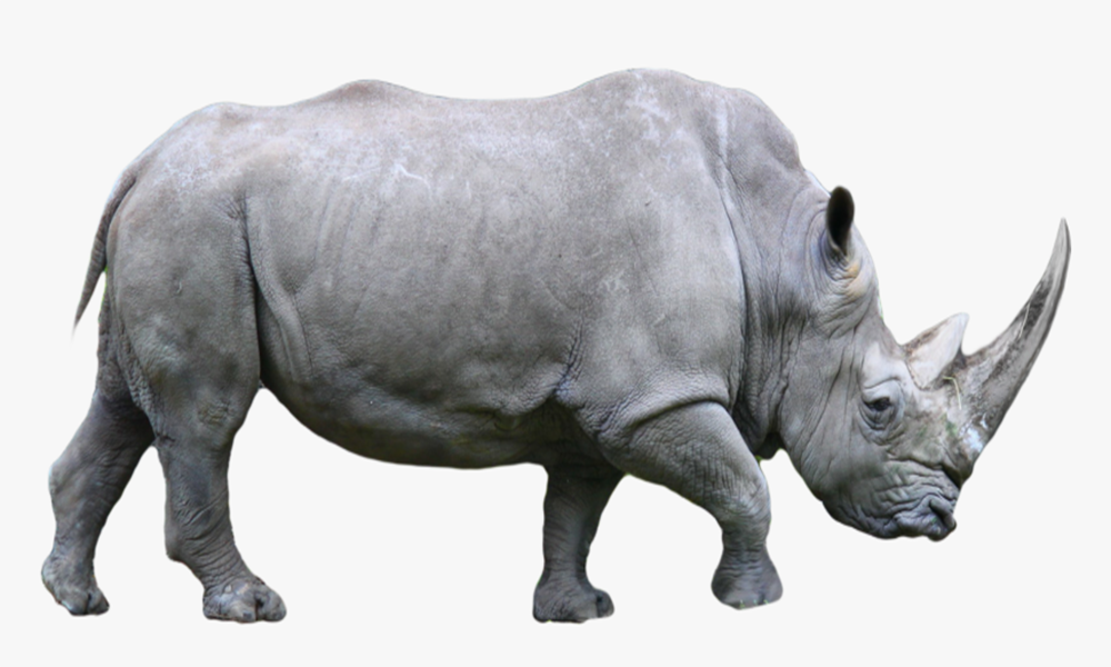 rhino