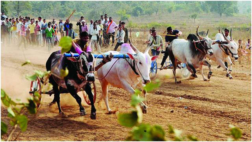 620848 bullock cart races