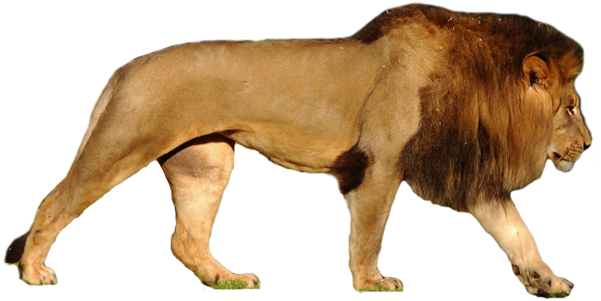 lion PNG23281