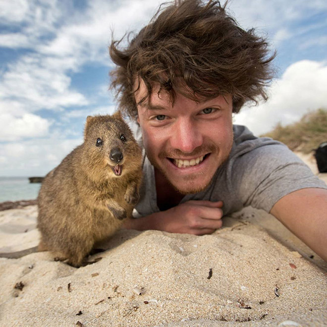 quokka selfies4