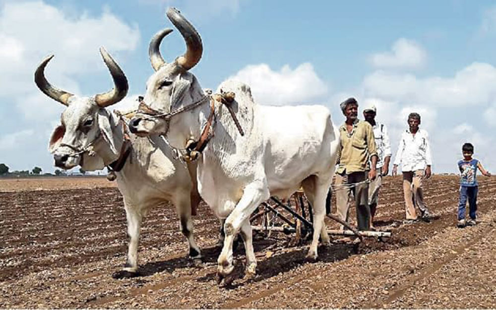 દક્ષિણ ગુજરાતમાં મ