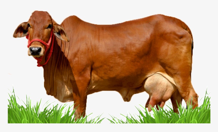 cow