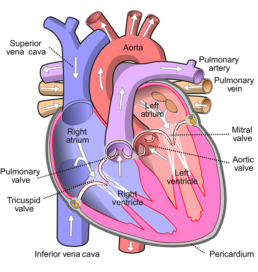 heart 1 1