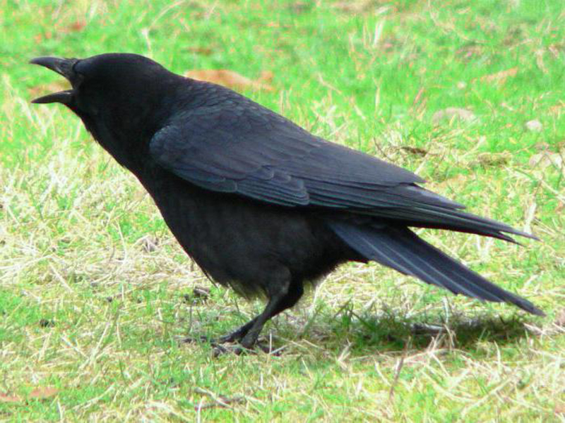 kagdo crow 4