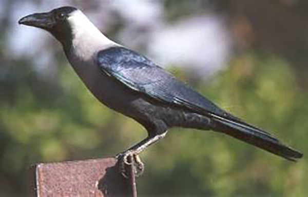 kagdo crow 5