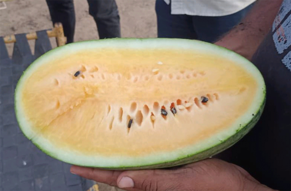 yellow watermelon