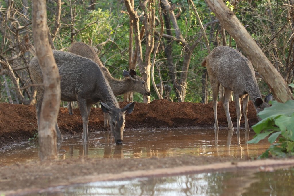 vanyprani pani forest 3