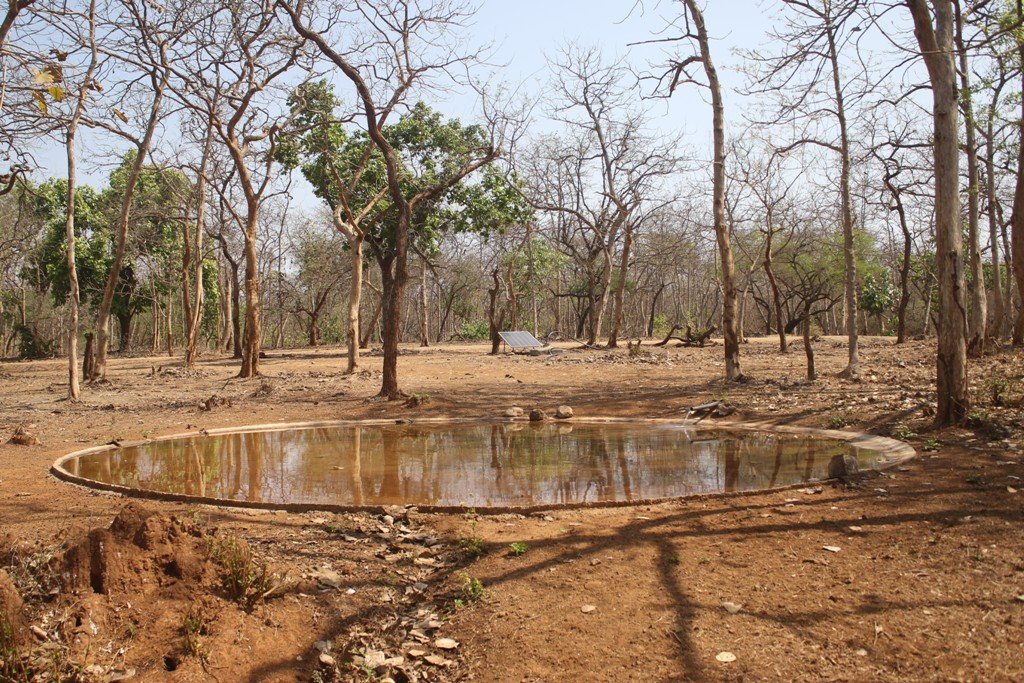 vanyprani pani forest 4