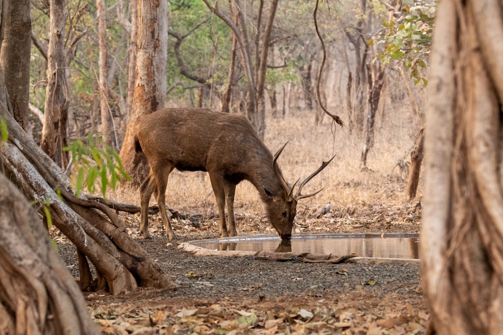 vanyprani pani forest 6