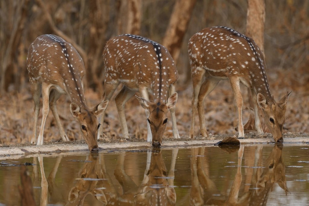 vanyprani pani forest 8