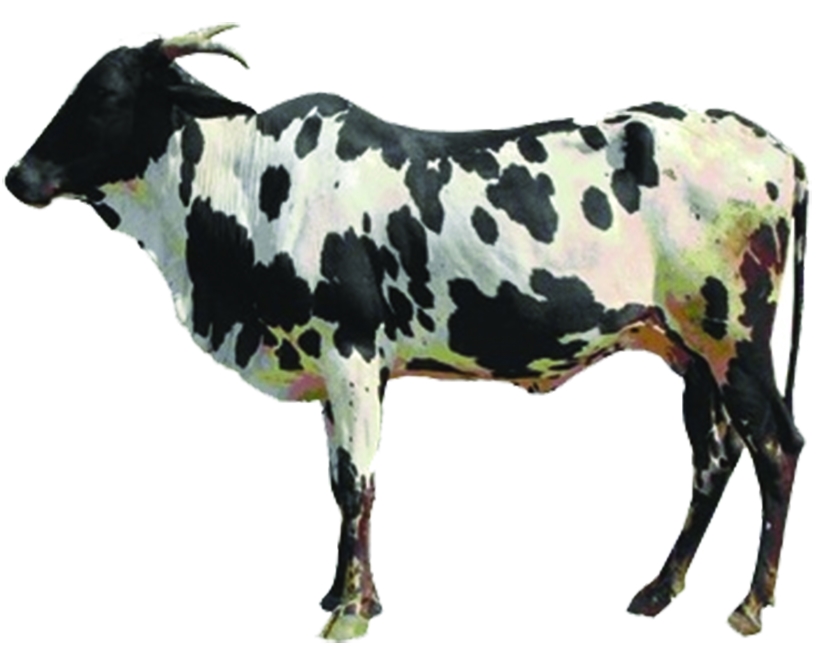 Dangi cow