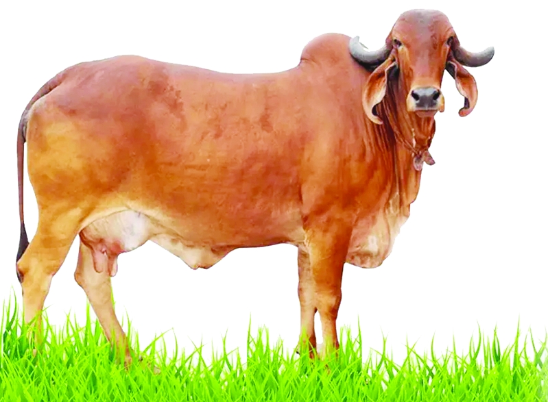 GIR COW