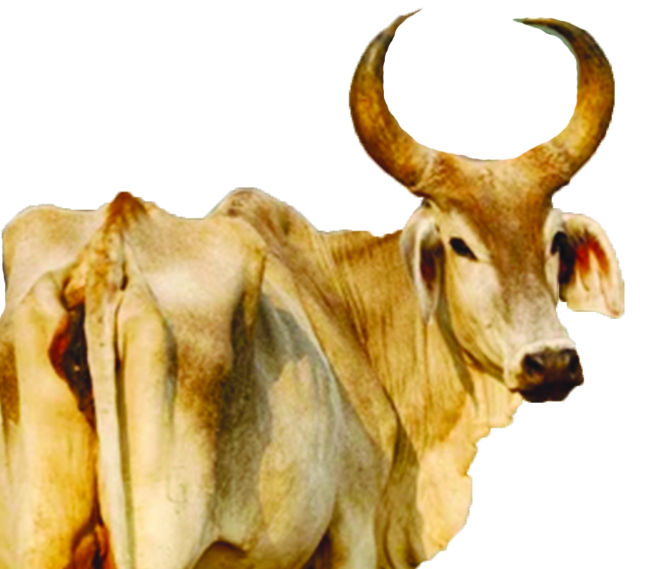 Kankrej Cow