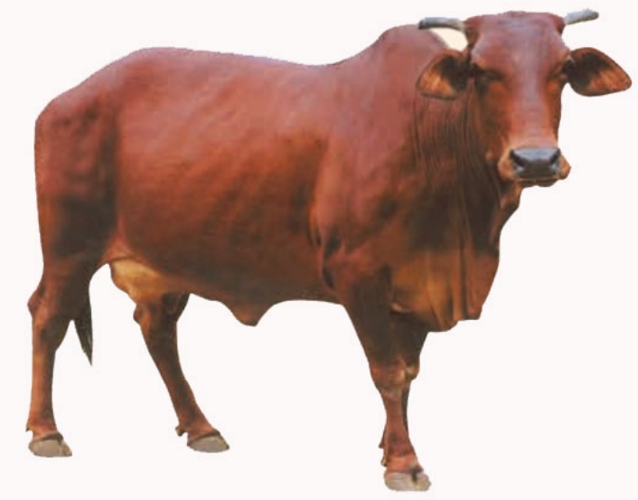 Sindhi Cow