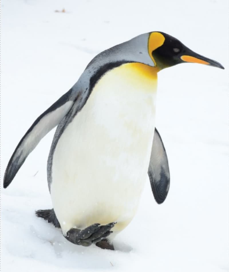 penguin 2