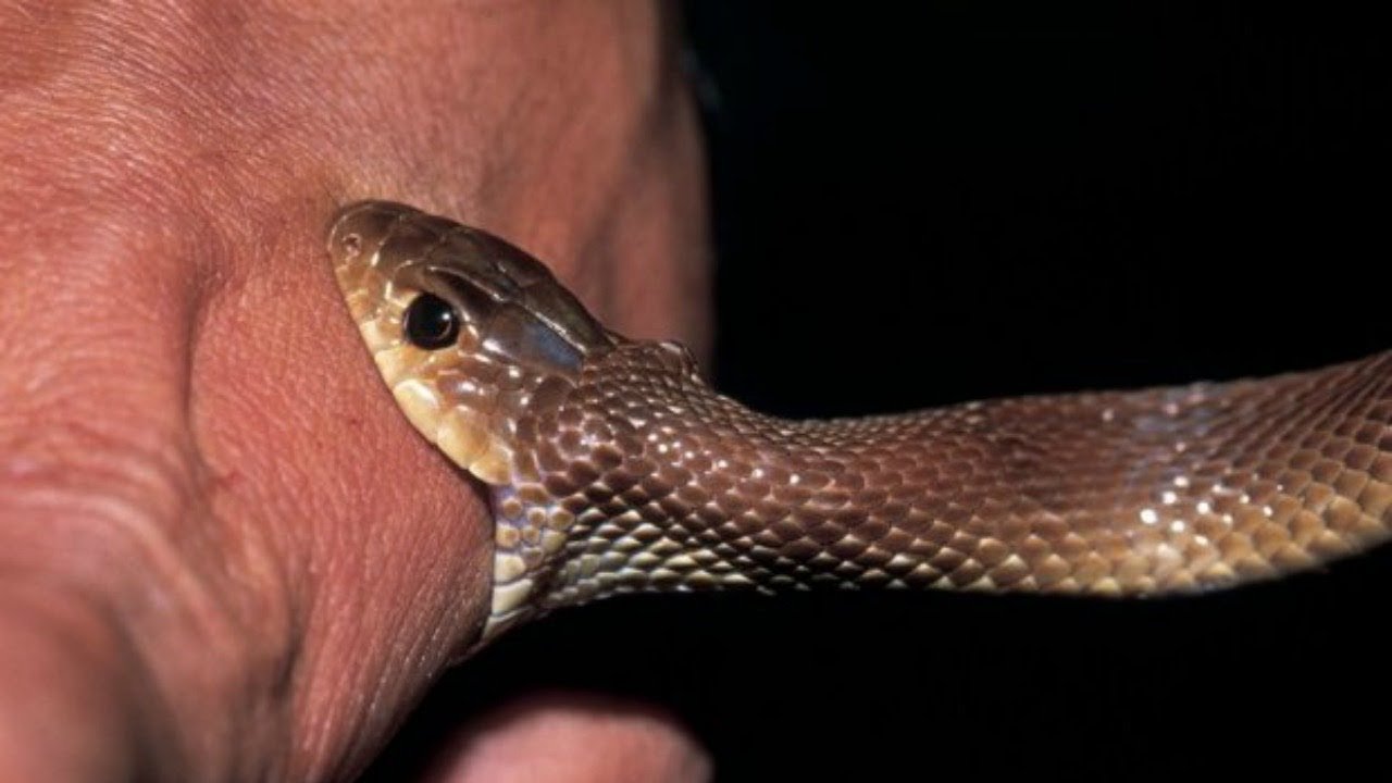 snek bite