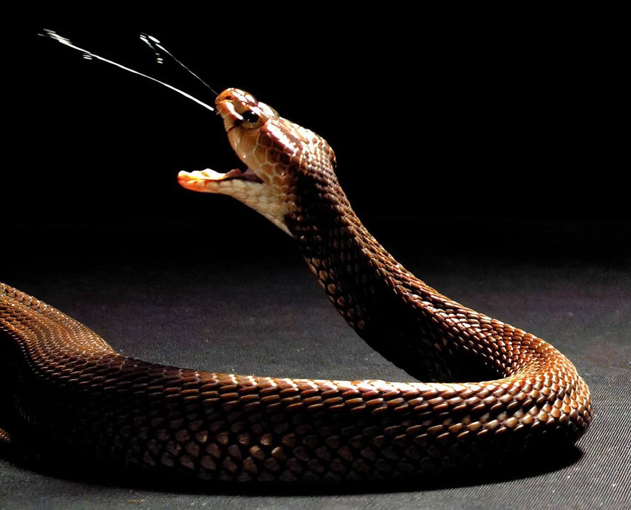 spliting cobra